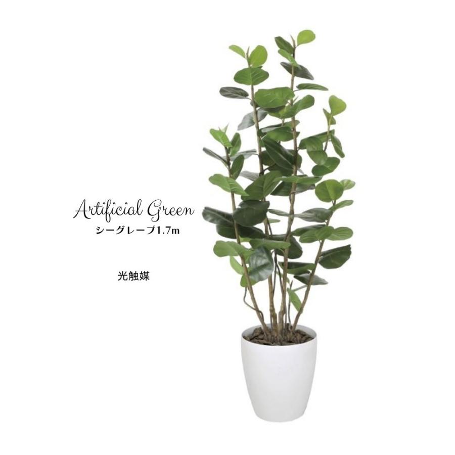インテリアグリーン 観葉植物 造花 フェイクグリーン アーティフィシャル シーグレープ1 7m 光触媒 Pp Glpa 050 壁材コレクションストア セラコア 通販 Yahoo ショッピング