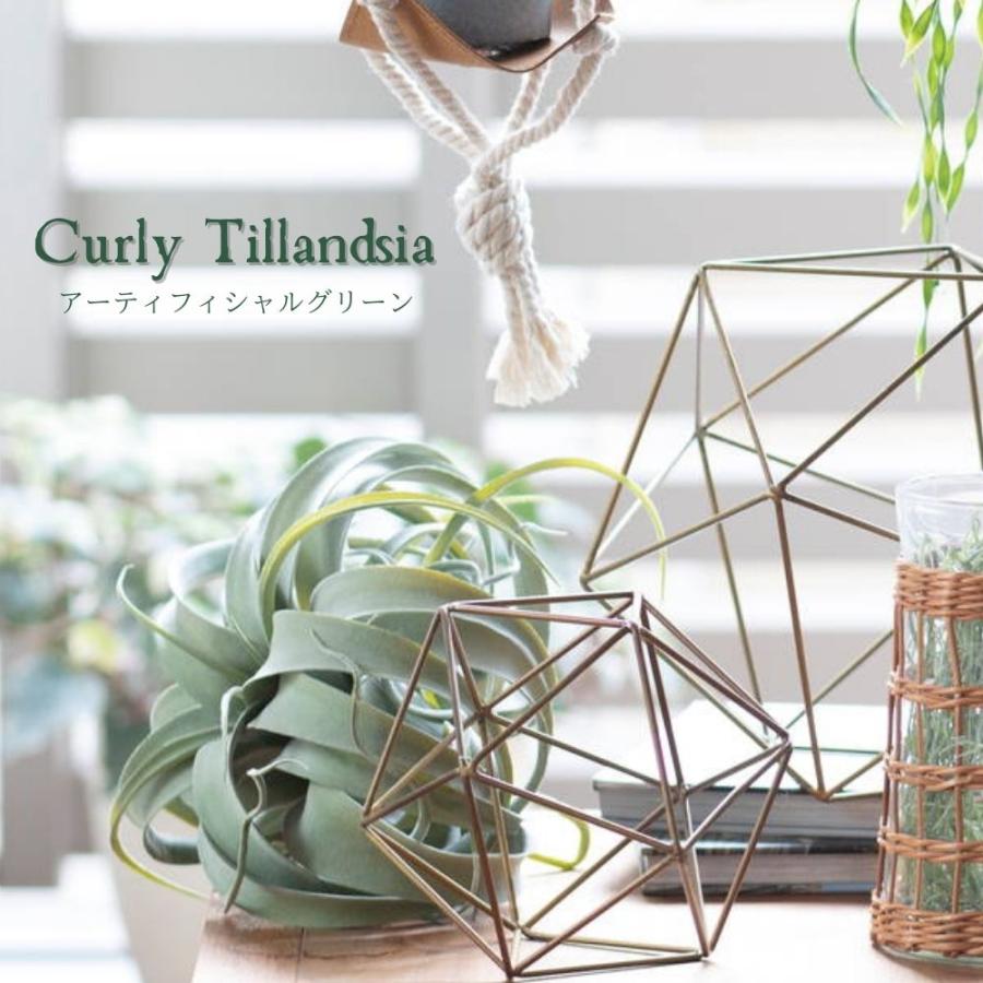 アーティフィシャル エアープランツ 造花 インテリア雑貨 グリーンインテリア フェイクグリーン カーリーチランジア Pp Gl 5137 インテリアショップ セラコア 通販 Yahoo ショッピング