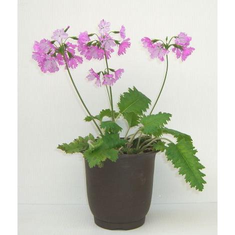 植木鉢 陶器 蘭鉢 「5号」 最高級紫砂 烏泥蘭鉢 7928 : 陶器の鉢 植木鉢 陶器 蘭鉢 「5号」 最高級紫砂 烏泥蘭鉢 7928 : 陶器の鉢