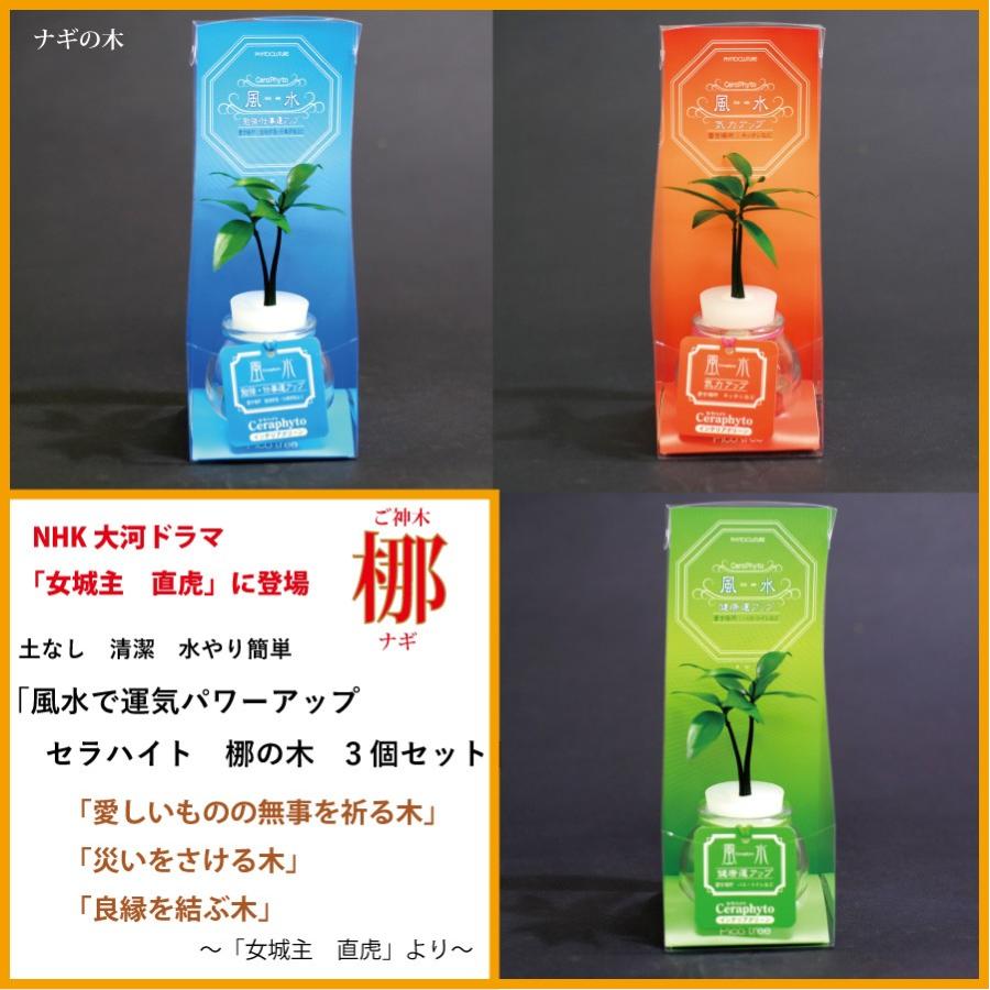 土なし 清潔 水やり簡単 ナギの木 風水で運気パワーアップ ３個セット Ceraphyto004 セラハイト 通販 Yahoo ショッピング