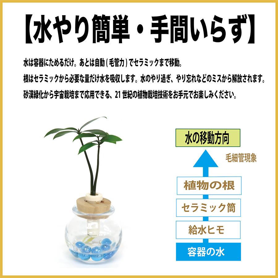 土なし 清潔 水やり簡単 ナギの木 風水で運気パワーアップ ３個セット Ceraphyto004 セラハイト 通販 Yahoo ショッピング