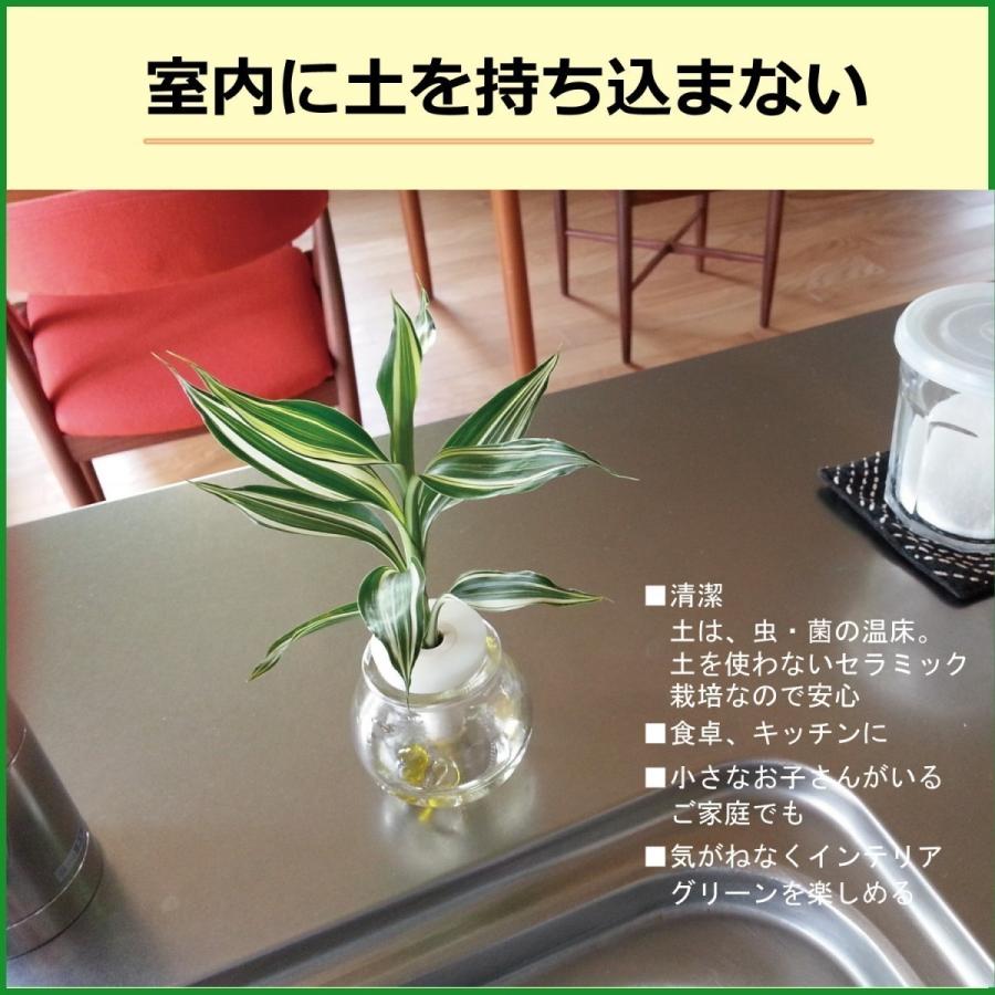 ご神木 梛 なぎ の木 と うさぎ庵特性手作り 陶製丸筒浮彫模様水盆器 皿付き １個セット スタンドタイプ 土なし 清潔 水やり簡単 セラハイト Ceraphyto0456 セラハイト 通販 Yahoo ショッピング