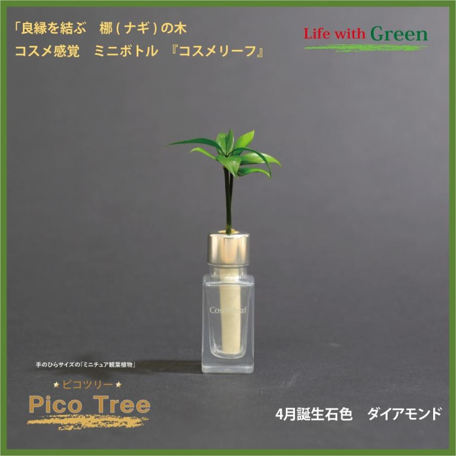 コスメ風ミニボトル 4月誕生石色 ダイアモンド と 土なし 清潔 水やり簡単 セラハイト ミニチュア観葉植物 ピコツリー ナギの木 Ceraphyto059 セラハイト 通販 Yahoo ショッピング