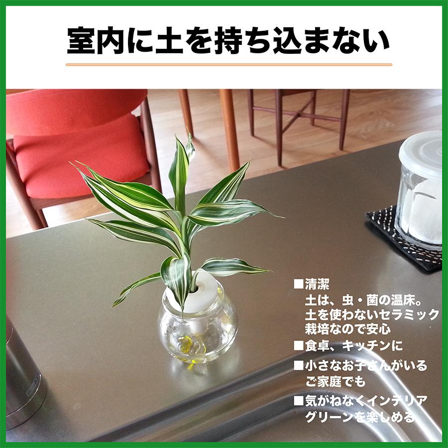 コスメ風ミニボトル 4月誕生石色 ダイアモンド と 土なし 清潔 水やり簡単 セラハイト ミニチュア観葉植物 ピコツリー ナギの木 Ceraphyto059 セラハイト 通販 Yahoo ショッピング