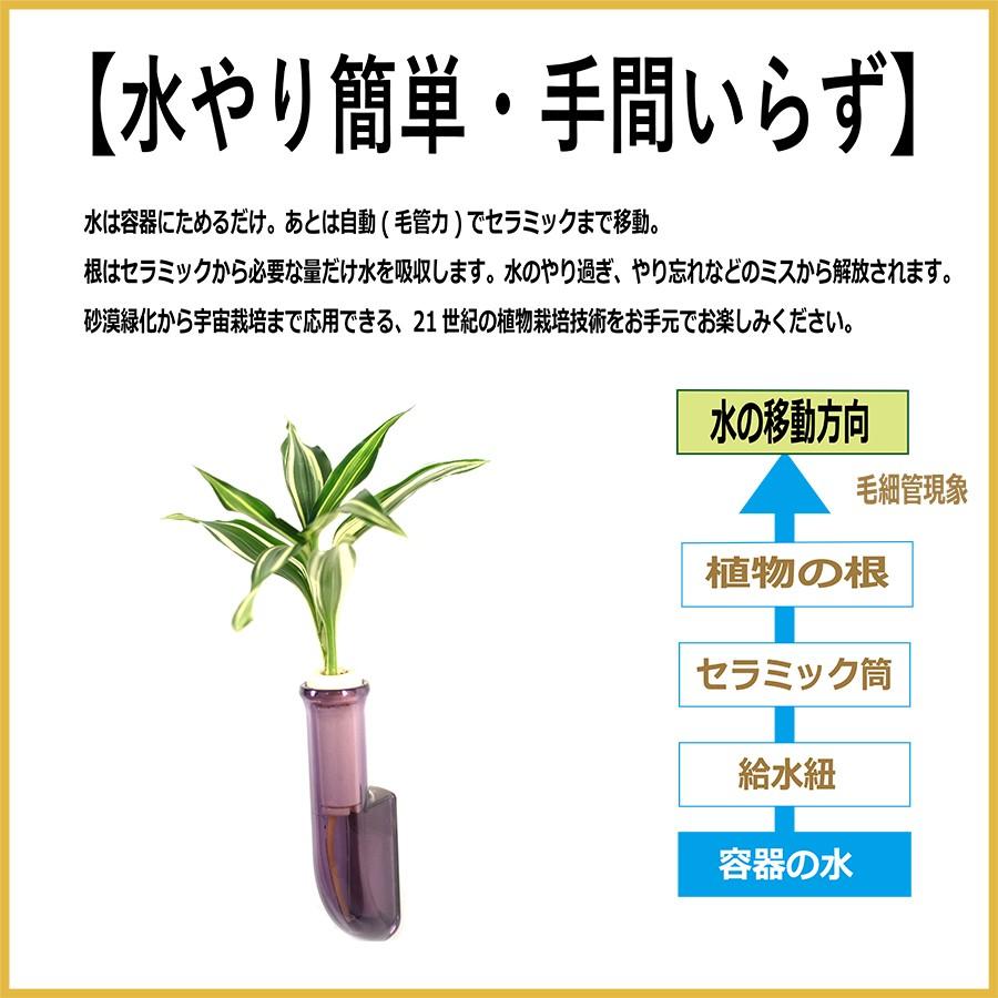 植物を壁に飾る 幸福の木 ドラセナ サンデリアーナビクトリー と壁掛け用容器 シビ Smoke ２個セット Ceraphyto240 セラハイト 通販 Yahoo ショッピング