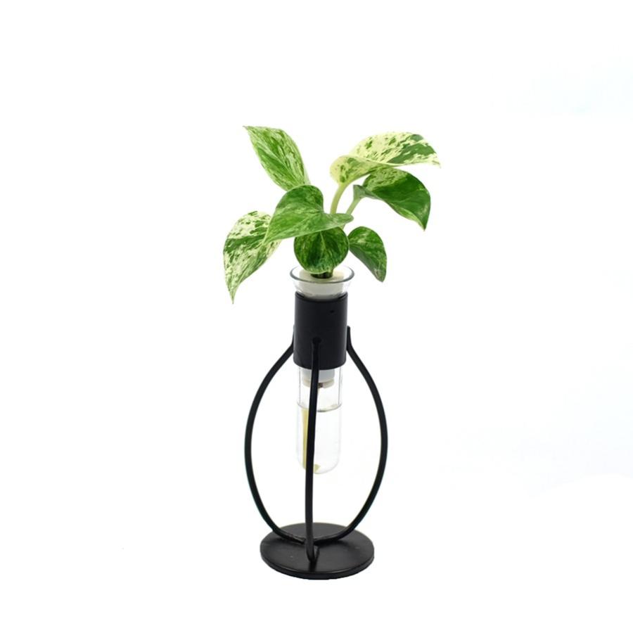 良縁を結ぶ 梛 ナギ の木 ポトス 花言葉 永遠の富 と 三浦園芸社の アイアンスタンド 2個セット Ceraphyto275 セラハイト 通販 Yahoo ショッピング