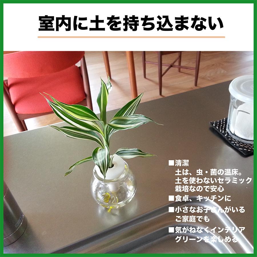 良縁を結ぶ 梛 ナギ の木 とランプビン １個セット 土なし 清潔 水やり簡単 セラハイト Ceraphyto305 セラハイト 通販 Yahoo ショッピング