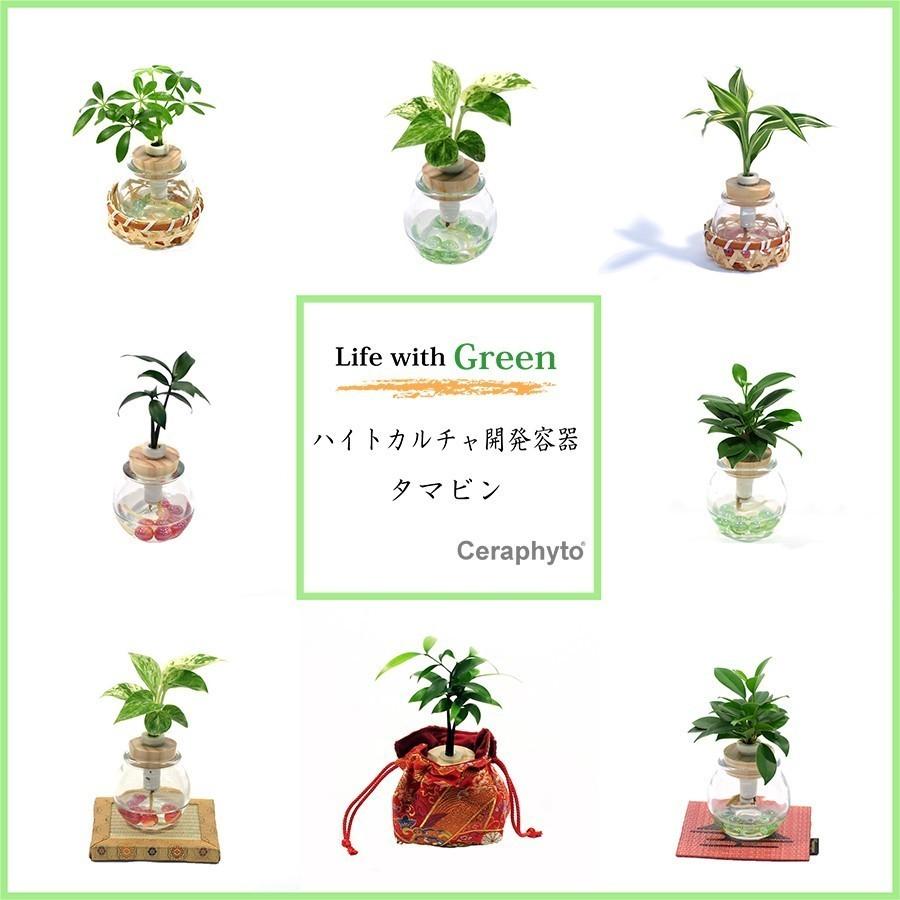 良縁を結ぶ 梛 ナギ の木 槇 マキ の木 花言葉 慈愛 色あせぬ恋 とタマビン ２個セット 土なし 清潔 水やり簡単 Ceraphyto308 セラハイト 通販 Yahoo ショッピング
