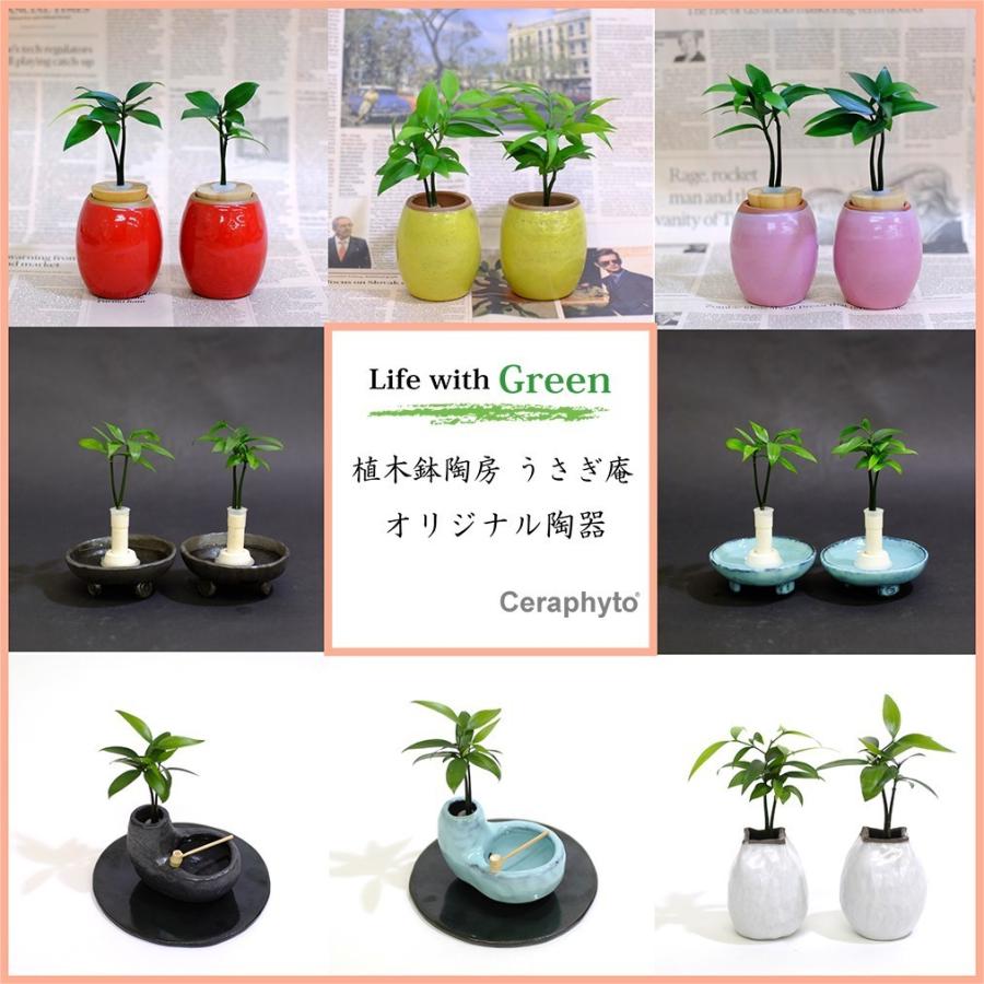 セラハイト 良縁を結ぶ梛 ナギ の木 と 陶房 うさぎ庵 プロデュース 盆景鉢 皿付き 土なし 清潔 水やり簡単 セラハイト Ceraphyto365 セラハイト 通販 Yahoo ショッピング