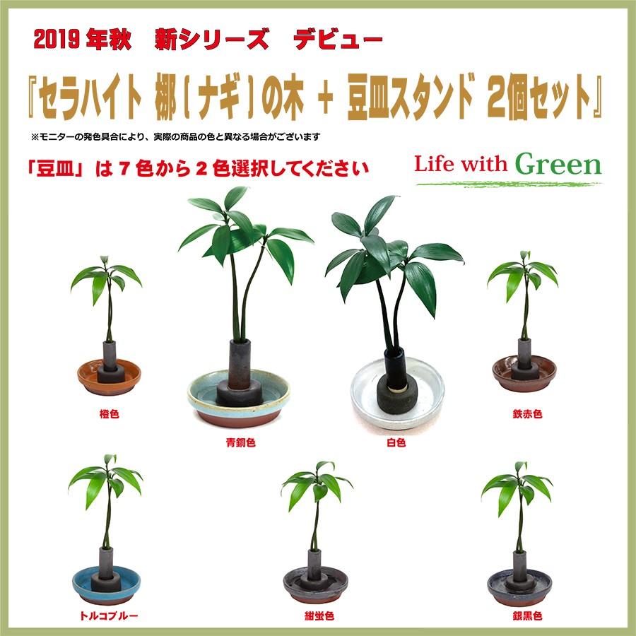 セラハイト ご神木 梛 なぎ の木 と 豆皿２個セット 豆皿は7色から選択できます 手のひらサイズで可愛い新感覚の超ミニ観葉植物です Ceraphyto381 セラハイト 通販 Yahoo ショッピング