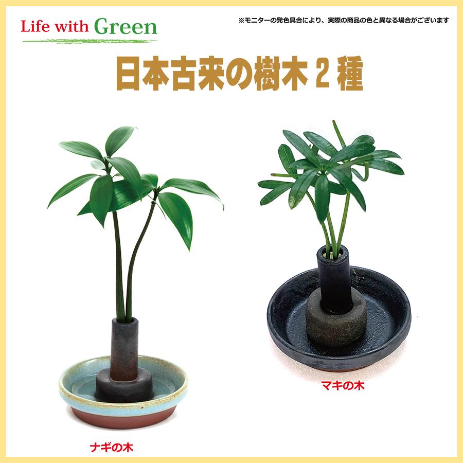 セラハイト ご神木 梛 なぎ の木 と 豆皿２個セット 豆皿は7色から選択できます 手のひらサイズで可愛い新感覚の超ミニ観葉植物です Ceraphyto381 セラハイト 通販 Yahoo ショッピング