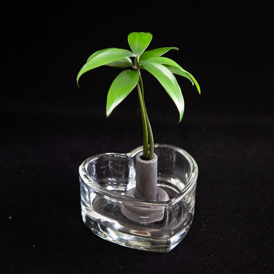 ミニチュア観葉植物 セラハイト と ガラス製 ハートベース 1個セット スタンド式 植物は数種類から選択いだけます 土なし 清潔 水やり簡単 Ceraphyto390 セラハイト 通販 Yahoo ショッピング