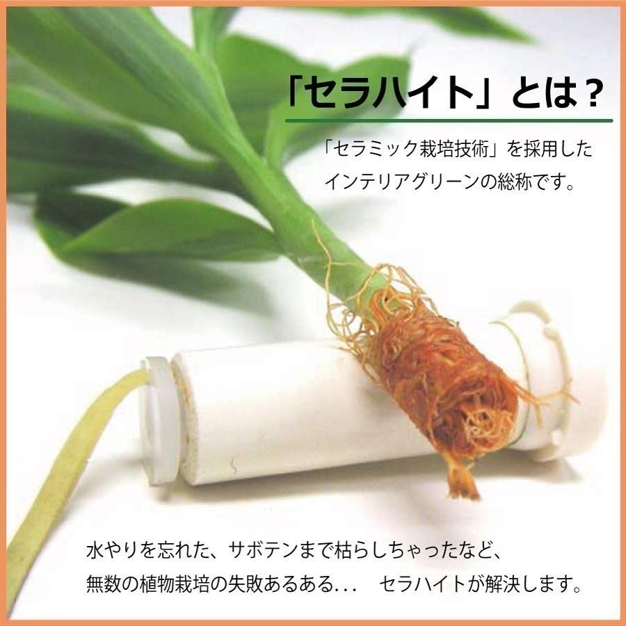 パキラ 別名 マネーツリー とタマビン２個セット 土なし 清潔 水やり簡単 セラハイト Ceraphyto393 セラハイト 通販 Yahoo ショッピング