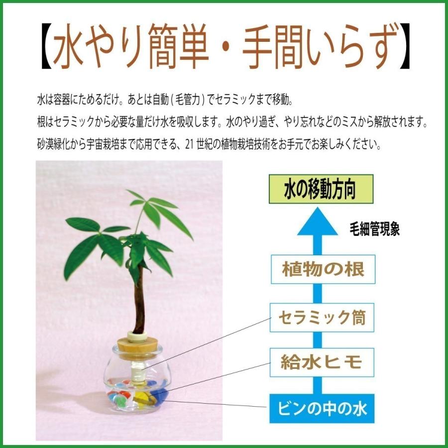 パキラ 別名 マネーツリー とタマビン２個セット 土なし 清潔 水やり簡単 セラハイト Ceraphyto393 セラハイト 通販 Yahoo ショッピング