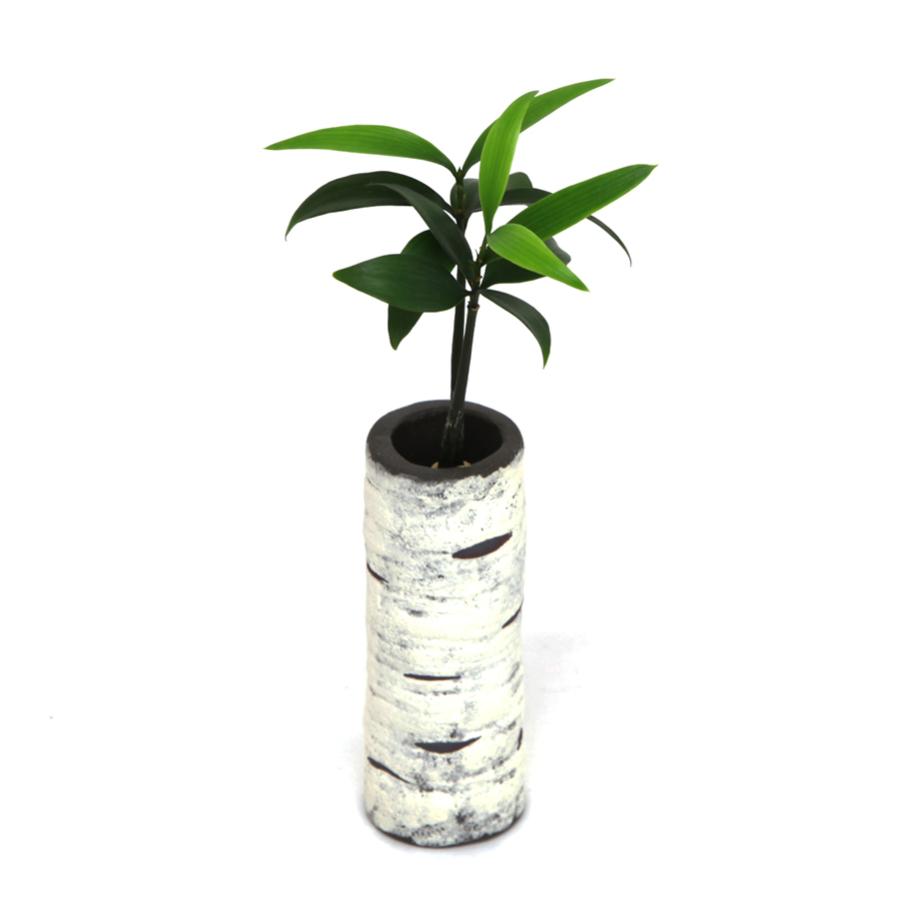 Sale 93 Off 良縁を結ぶ 梛 ナギ の木 と 陶房room101 特製 白樺風陶器ベース 1個セット スタンド式 Wantannas Go Id