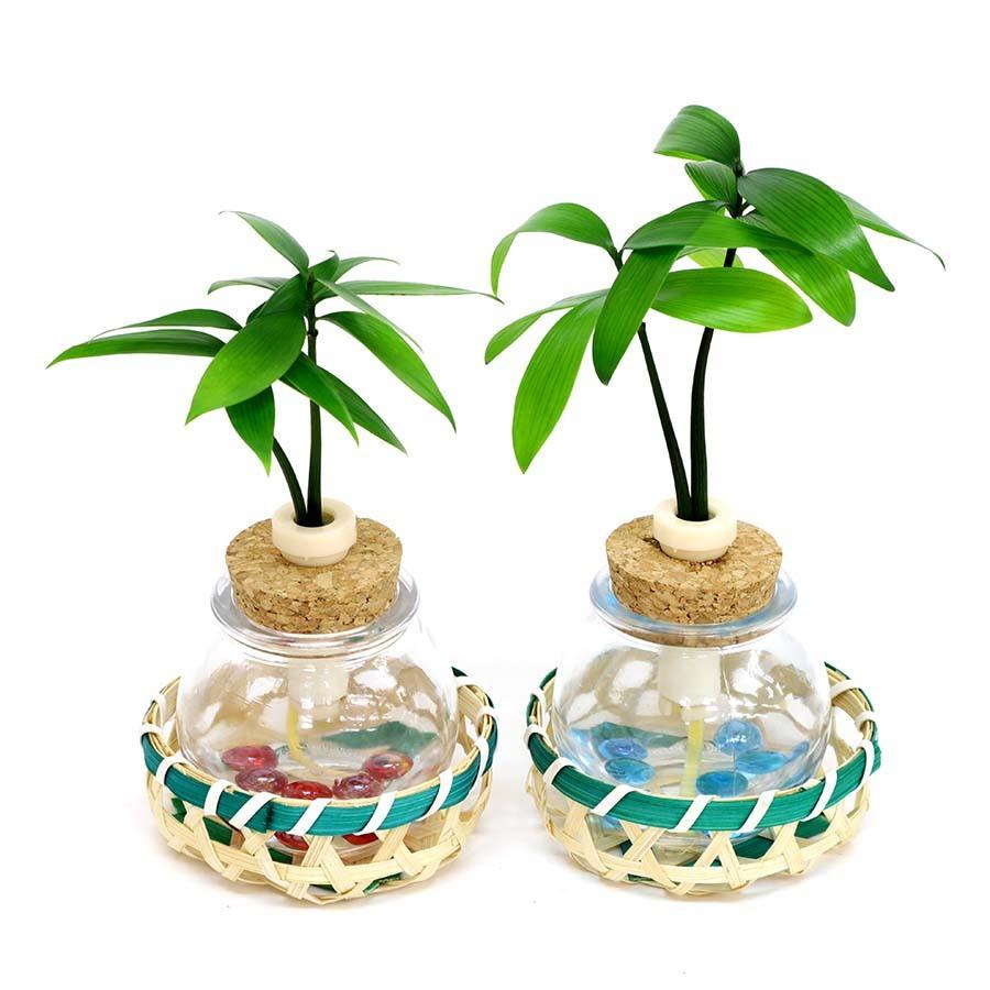 990円 今月限定 特別大特価 良縁を結ぶ御神木 梛 ナギ の木 と タマビン 籐籠 ２個セット 緑籠 土なし 清潔 水やり簡単 セラハイト