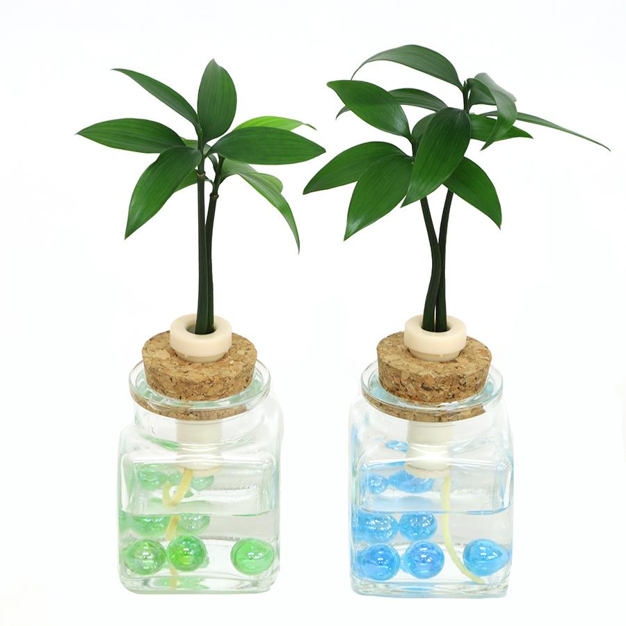 日本古来の植物 良縁を結ぶ 梛 ナギ の木 とガラス製 カクビン ２個セット 土なし 清潔 水やり簡単 セラハイト Ceraphyto490 セラハイト 通販 Yahoo ショッピング