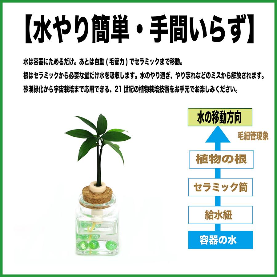 良縁を結ぶ 梛 ナギ の木 ポトス 花言葉 永遠の冨 とガラス製 カクビン ２個セット 土なし 清潔 水やり簡単 セラハイト Ceraphyto492 セラハイト 通販 Yahoo ショッピング