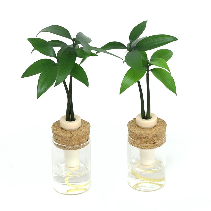 日本古来の植物 良縁を結ぶ 梛 ナギ の木 と 耐熱 硬質 理系ガラス瓶 ２個セット 土なし 清潔 水やり簡単 セラハイト Ceraphyto493 セラハイト 通販 Yahoo ショッピング