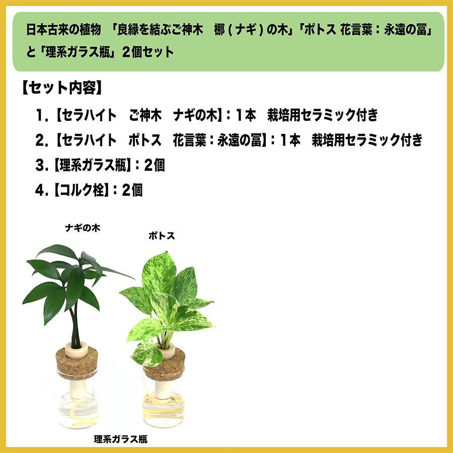 良縁を結ぶ 梛 ナギ の木 ポトス 花言葉 永遠の冨 と 耐熱 硬質 理系ガラス瓶 ２個セット 土なし 清潔 水やり簡単 セラハイト Ceraphyto495 セラハイト 通販 Yahoo ショッピング