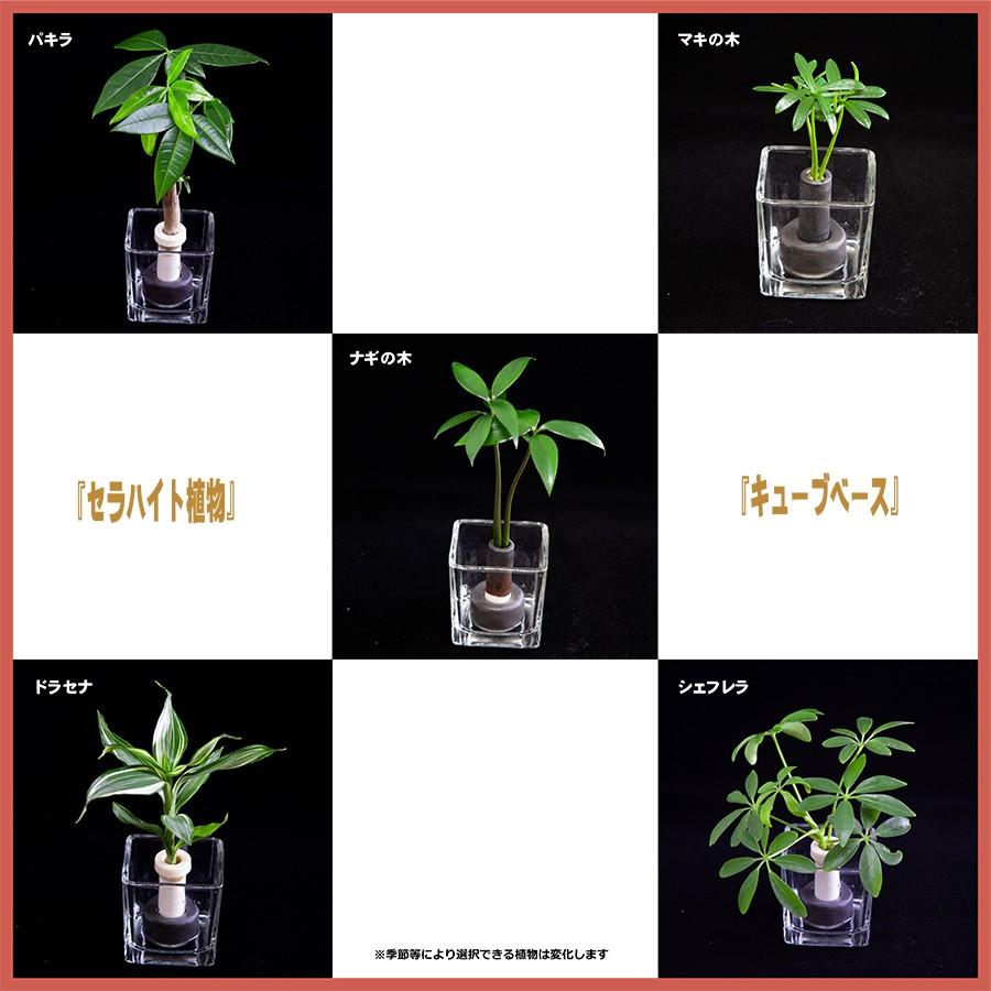 ミニチュア観葉植物 セラハイト と ガラス製 キューブベース ２個セット スタンド式 植物は数種類から選択いだけます 土なし 清潔 水やり簡単 Ceraphytocubevase2 セラハイト 通販 Yahoo ショッピング