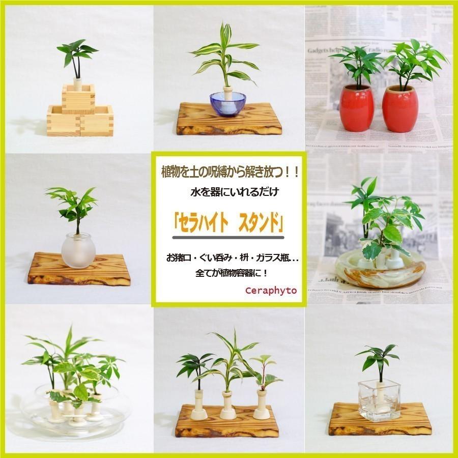 ミニチュア観葉植物 セラハイト と ガラス製 ハートベース ２個セット スタンド式 植物は数種類から選択いだけます 土なし 清潔 水やり簡単 Ceraphytoheartvase2 セラハイト 通販 Yahoo ショッピング