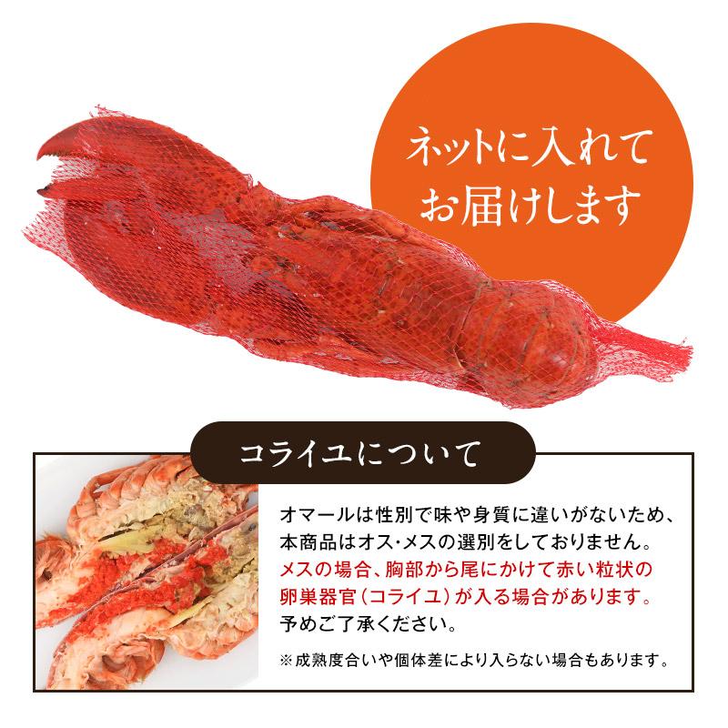 カナダ産 ボイル オマール海老 約350g×2尾［冷凍］｜cerest｜10