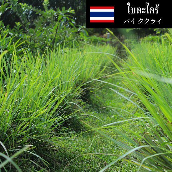 レモングラス リーフ (葉) 50g : ロンナムチャチェンマイ Yahoo