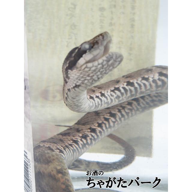マムシ酒(蛇入り)2本 ちゃがたパーク限定オリジナル品】 菊水酒造 まむし酒 天然マムシ蛇