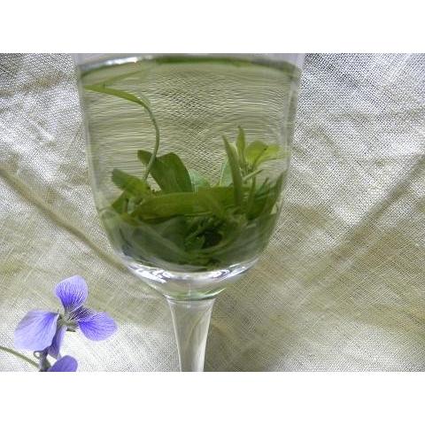 特級　苦丁茶２０ｇ　（４ｇパック×5袋）(ニガ茶、くてい茶、くていちゃ）　100%新芽緑茶の高価貴重希少品（青山緑水）｜chakan｜02