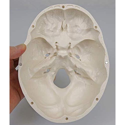 実物大の頭蓋骨模型 - 頭蓋，標準型モデル - 3B Scientific :s 