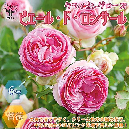 ピエールドゥロンサール クライミングローズ6号ポット苗 品種で選べる薔薇苗 1個売り 学名 Rosa バラ科バラ属 耐寒性落葉低木 花木 特 S 2100 Chamo 通販 Yahoo ショッピング