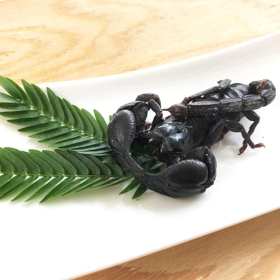 チャグロサソリ Heterometrus Spinifer Japaneseclass Jp