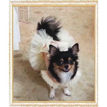 犬 服【Sale】大きなリボンのチュチュフリルドレス/Petstyle : Chaneri