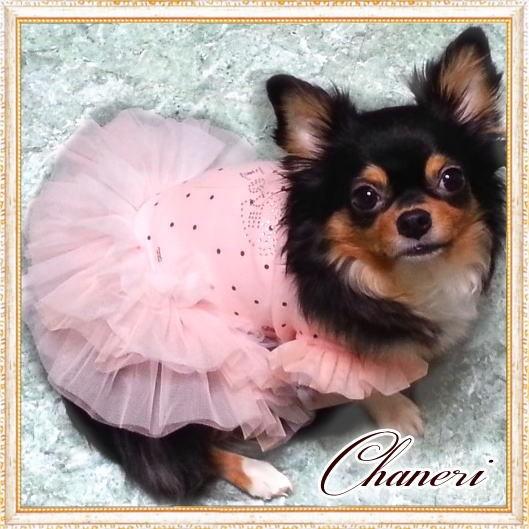 愛犬用 ふわふわチュールでキュートなドレス ギガランキングｊｐ