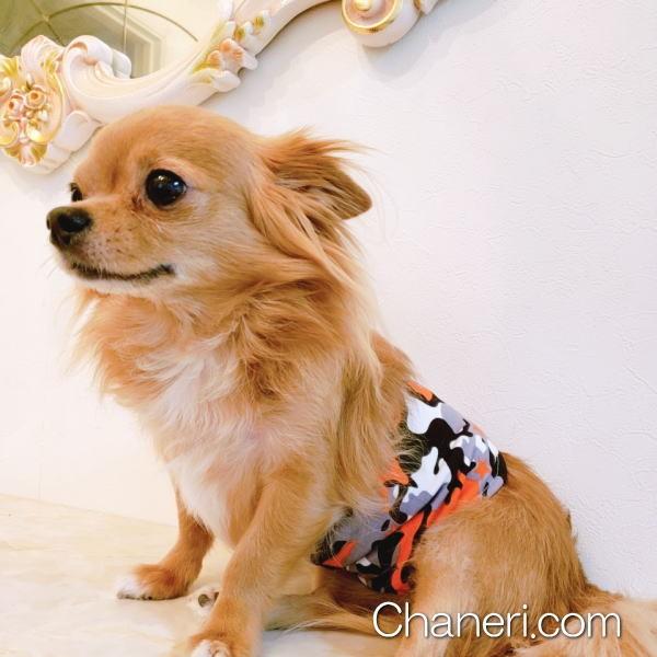 初入荷】【980円】迷彩柄マナーベルト【メール便OK】犬用 愛犬 ベルト