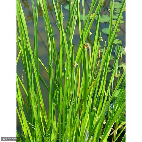 ビオトープ 水辺植物 カンガレイ １ポット 抽水植物 Ardeninstitute Com