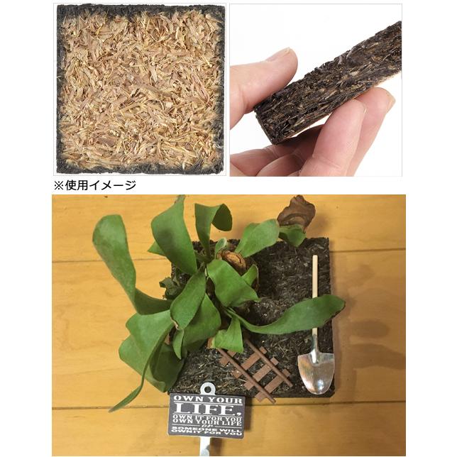 アウトレット品　たくにわ　フェゴ着生ボード　１００　コウモリラン　ラン　エアープランツ　多肉植物　着生素材　ヘゴ　訳あり｜chanet｜03