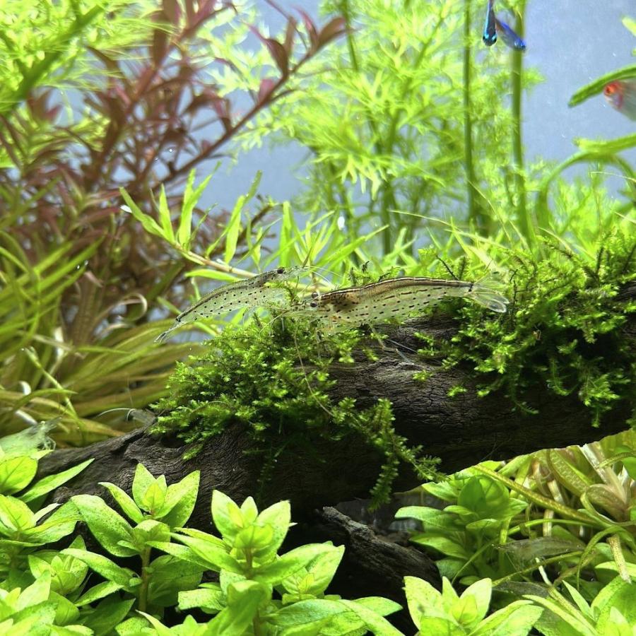 （エビ）ヤマトヌマエビ　国産（１０匹）（＋１割おまけ） | チャーム（ペット） | 02