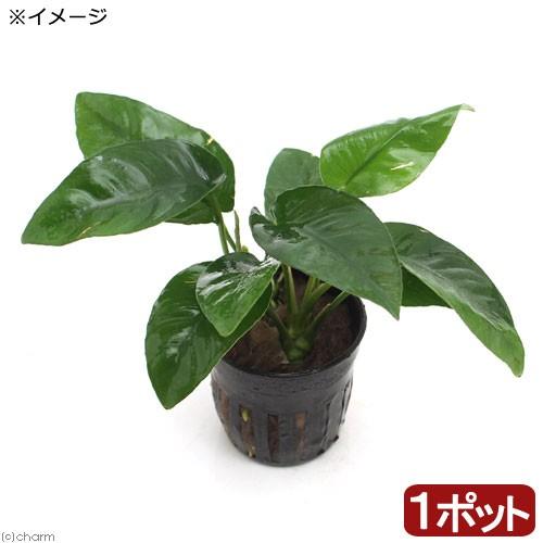 チャーム（charm） （水草）アヌビアス バルテリー ストライプ（1