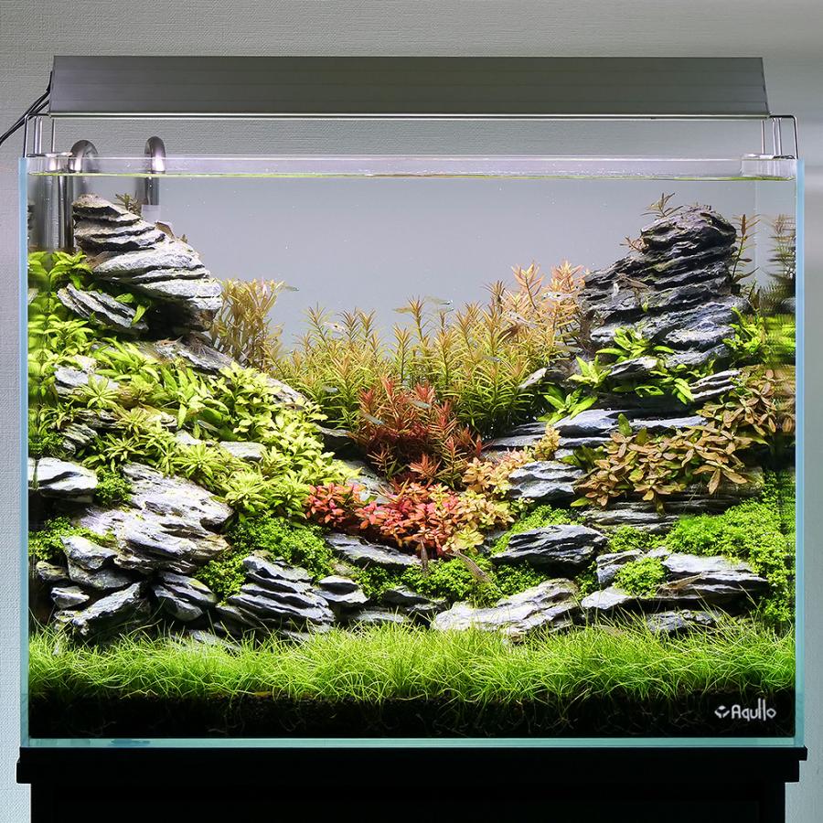 ガラス水槽 アクロ60ハイ+スーパークリア 60×30×45cm ガラス水槽 アクロ60ハイ+スーパークリア 60×30×45cm