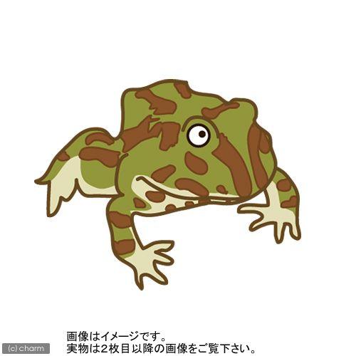 （両生類）アフリカウシガエル　ＣＢ個体（１匹）　北海道・九州航空便要保温