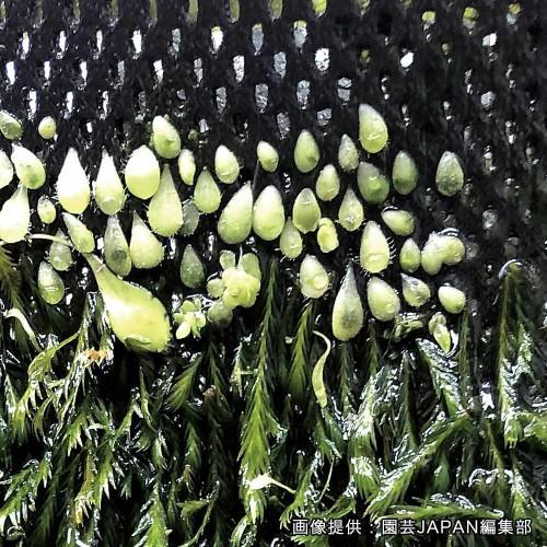 Leaf Corp ビバリウム用 植栽シート PLANTING SEAT