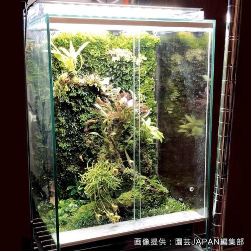 ヒレ長専門店　テラリウム コケリウムLED照明 ピテラ｜苔（コケ）のインテリア コケリウム