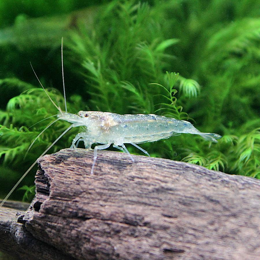 チャーム（charm） （エビ）トゲナシヌマエビ（30匹） 北海道・九州