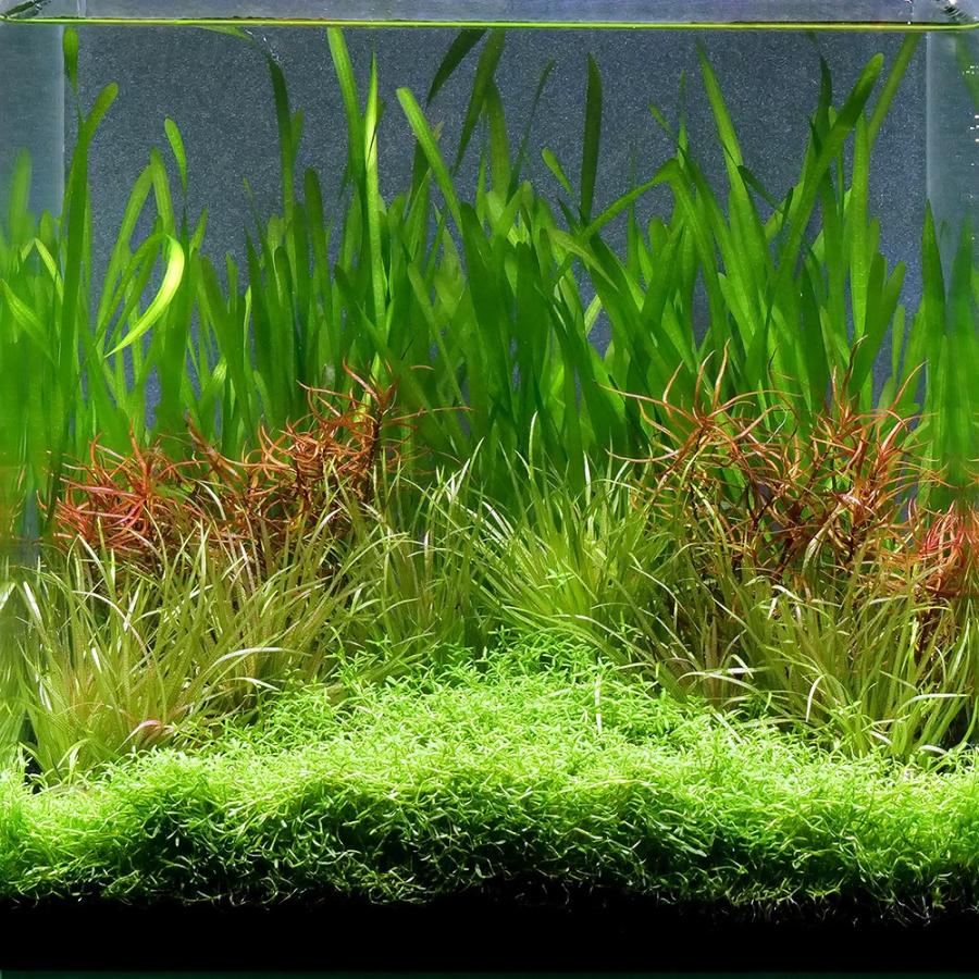 オプティミスティック 水草セット 水中葉 無農薬 通販 水草セット 12種類 無農薬 メルカリ便