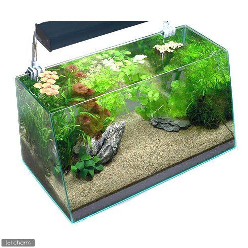 60cm水槽　照明、砂、石、木、水草、生体付きフルセット チャーム（charm） （水草）水草入門セット60cm水槽用 10種 風