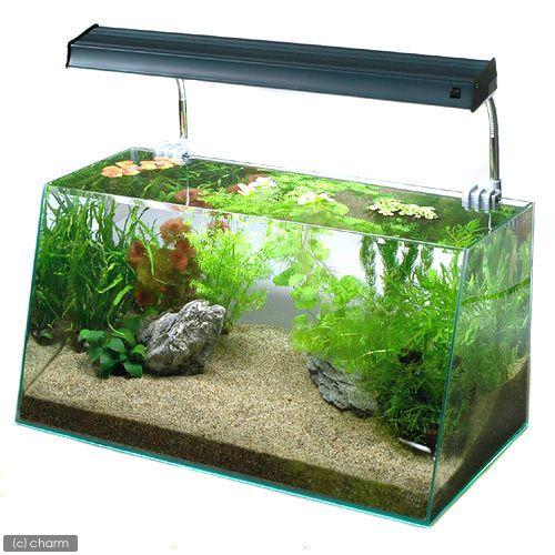 チャーム（charm） （水草）水草入門セット60cm水槽用 10種 風