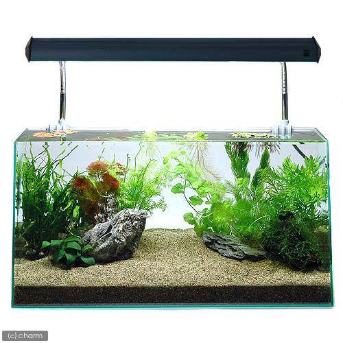チャーム（charm） （水草）水草入門セット60cm水槽用 10種 風