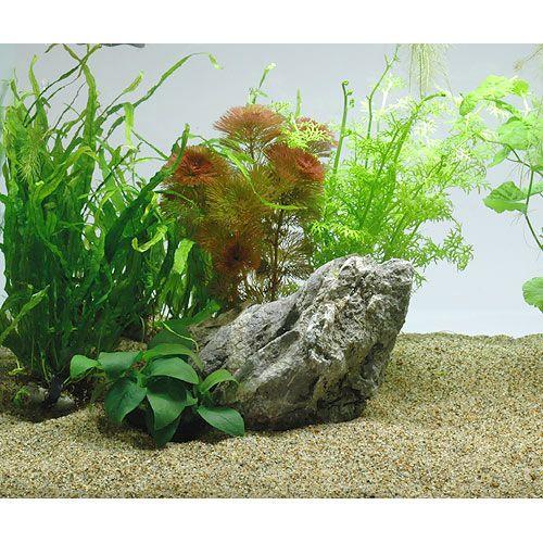 60cm水槽　照明、砂、石、木、水草、生体付きフルセット 新企画「水草が自宅に届く水槽セット！」ジェックス株式会社が自然を